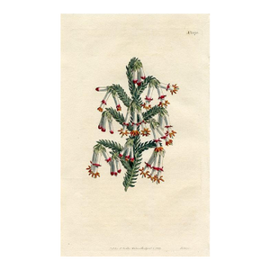 1811, Heather Botanical Print, Curtis's Botanical Magazine, Original Antique Botanical Print, Engraving, England
