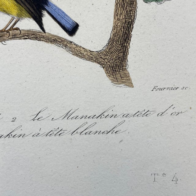 French Antique 18th Century Bird Engraving Hand Colored Signed Artwork For Sale In Portland, ME - Image 6 of 9