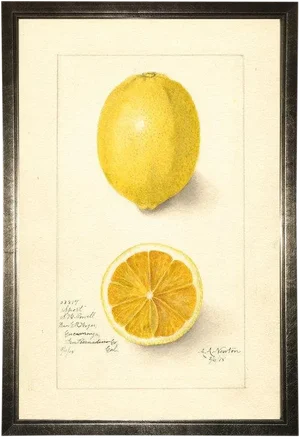 Lemon Study in Pewter Shadowbox 13x19