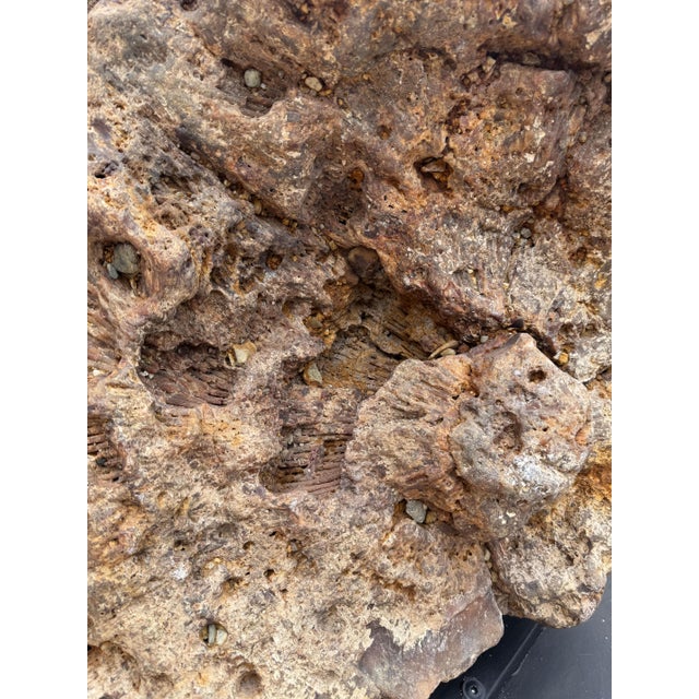 Beige Large Petrified Coral Sculpture by Xyleia Petrified Wood For Sale - Image 8 of 9