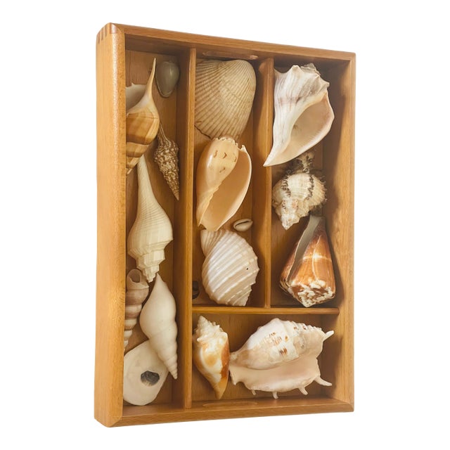 Antique Sea Shell Display Selection in Wooden Trayin For Sale