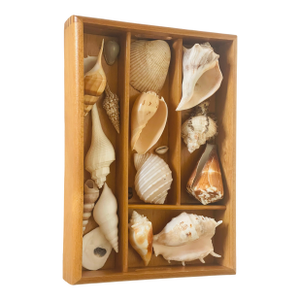 Antique Sea Shell Display Selection in Wooden Trayin