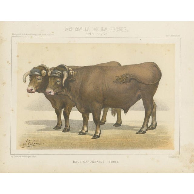 Borie, Garonnais Oxen, French Cattle Breed, 1863, Chromolithograph For Sale - Image 9 of 9