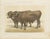 Borie, Garonnais Oxen, French Cattle Breed, 1863, Chromolithograph For Sale - Image 9 of 9
