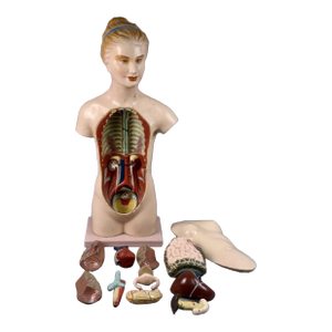 Antique Medical Human Anatomy Dissected Teaching Female German Model Hand Painted