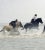 Horse riding - Limited edition pigment print , 2003 - Limited Editions of 5 6 horses racing into the sea at rising tide in...