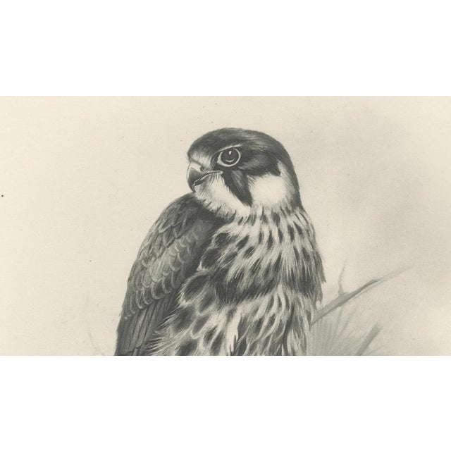 Lilian M. Medland, Eurasian Hobby Falcon, 1908, Monochrome Ornithological Plate on Paper For Sale - Image 9 of 10