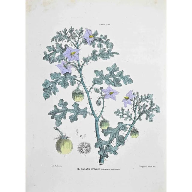 Lithograph hand watercolored. Plate from "Atlante di Botanica popolare ossia Illustrazione di Piante Notevoli di ogni...