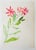 Early 20th century watercolor on paper study of pink flowers painting by Bernard Lamotte (1903 – 1983) France/New York....