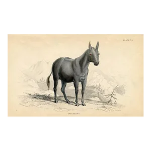 1841, Henny Print, Original Antique Horse Engraving, Equestrian, England