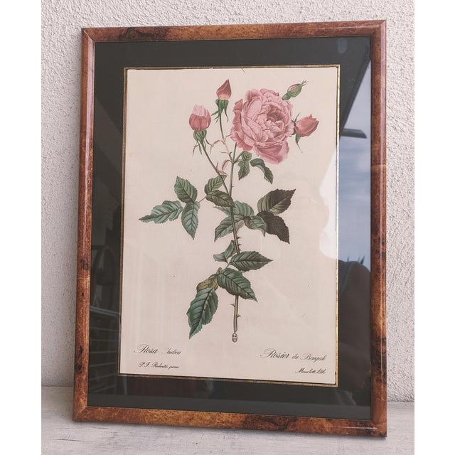 Naturalistic illustration of a Bengal rose on vellum paper, signed P.J. Redouté, Belgian botanist. Lithograph published by...