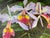 2000's Ashrami Tropical Orchids Oil on Canvas Painting – Signed, Unframed For Sale - Image 9 of 11
