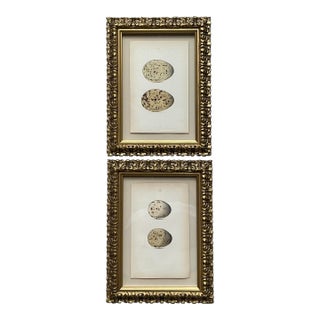 Vintage Original Book Plates of Eggs - A Pair For Sale