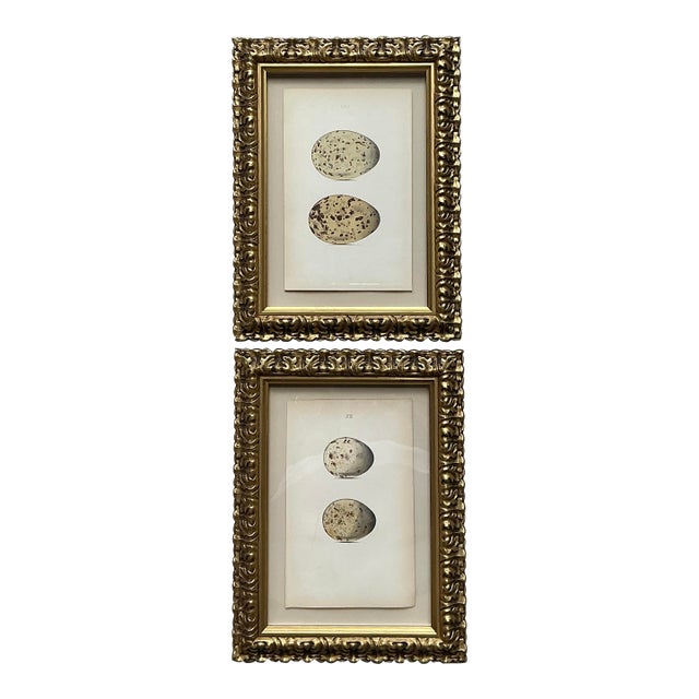 Vintage Original Book Plates of Eggs - A Pair For Sale