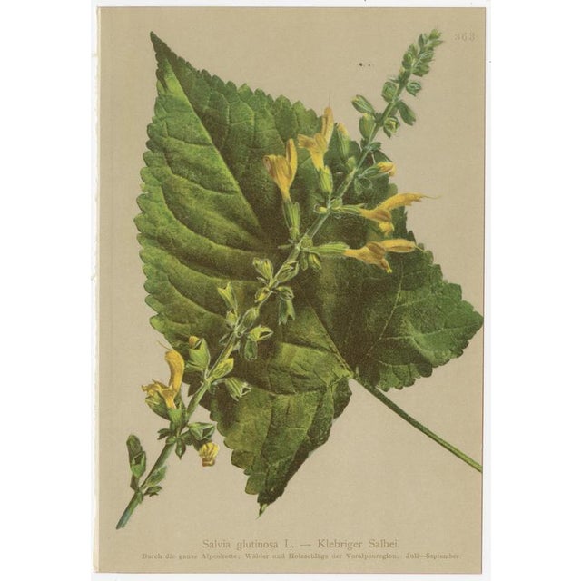After Anton Hartinger, Alpine Botanical Plates, Chromolithographs, 1897, Set of 8 For Sale - Image 4 of 12