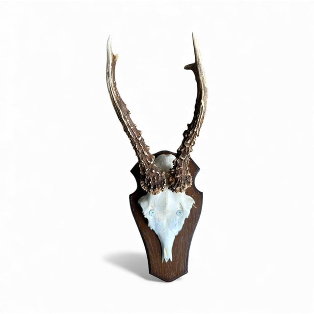 Cabin 1980s Roe Deer Trophy 25 With Jaw Bone, Black Forest Antlers For Sale - Image 3 of 6
