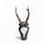 Cabin 1980s Roe Deer Trophy 25 With Jaw Bone, Black Forest Antlers For Sale - Image 3 of 6