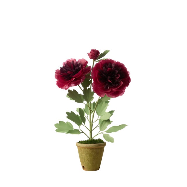 Paper peony plant with 2 gorgeous deep wine colored blossoms and a bud in a beautiful aged terra cotta pot. Approximately...