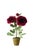 Paper peony plant with 2 gorgeous deep wine colored blossoms and a bud in a beautiful aged terra cotta pot. Approximately...