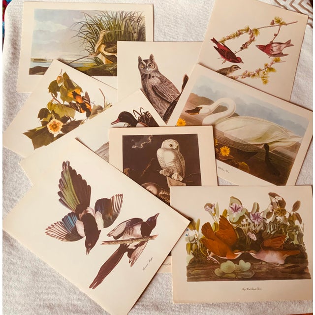 1950s Audubon Birds of America — Complete Portfolio of 50 Color Prints With Roger Tory Peterson Commentaries, Macmillan For Sale - Image 10 of 14
