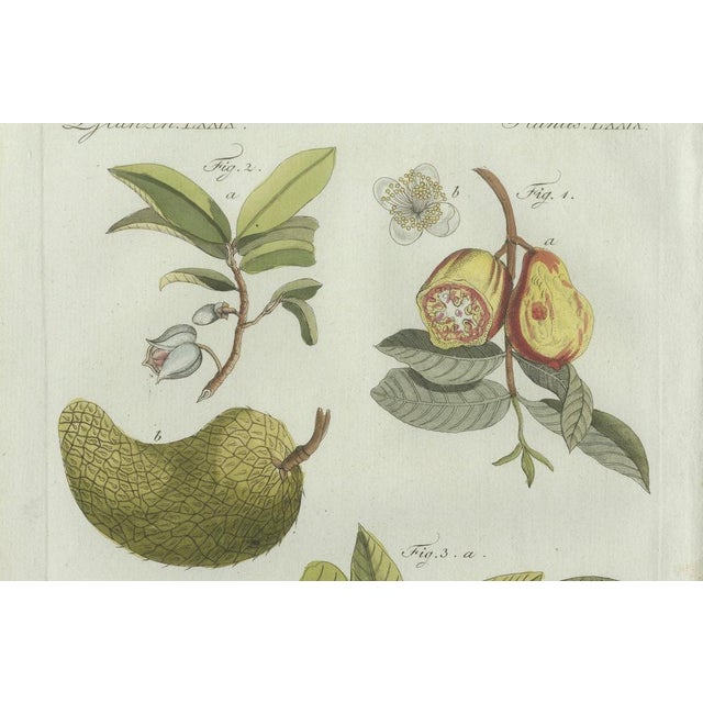 Paper Bertuch, Tropical Fruits, 1800, Engraving For Sale - Image 7 of 9