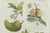 Paper Bertuch, Tropical Fruits, 1800, Engraving For Sale - Image 7 of 9