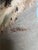 Realism Portrait of English Setters, Signed Ole Larsen, 1949 For Sale - Image 3 of 8