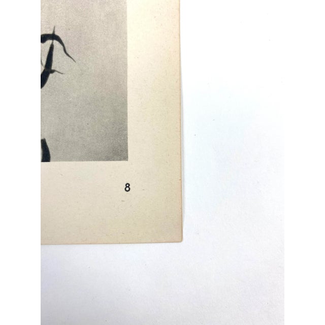 Photorealism 1940s Framed Botanical Blossfeldt Print - No. 8 For Sale - Image 3 of 5