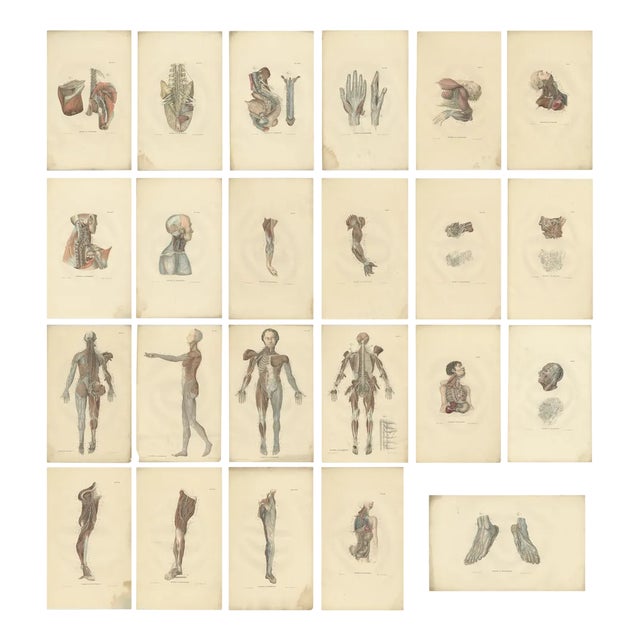 Anatomy Illustrations of The Nervous System, 1839, Prints, Set of 23 For Sale