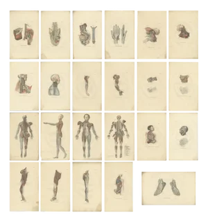 Anatomy Illustrations of The Nervous System, 1839, Prints, Set of 23