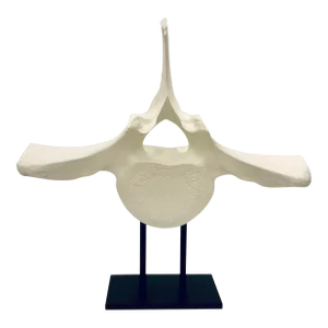 Organic Modern Large White Faux Whale Vertebra Sculpture