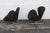 Fritz Hansen Denmark Danish Modern Mid Century Black Swan Chairs a Pair 5379 For Sale - Image 12 of 15