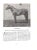 White "Thoroughbred Types 1900-1925: Race Horses, Steeplechasers, Hunters, and Polo Ponies" 1926 Vosburgh, w.s. For Sale - Image 8 of 12
