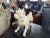 Antique French Bulldog Sculpture | Early 20th Century Plaster & Metal Figure, Circa 1910–1920 For Sale - Image 4 of 12