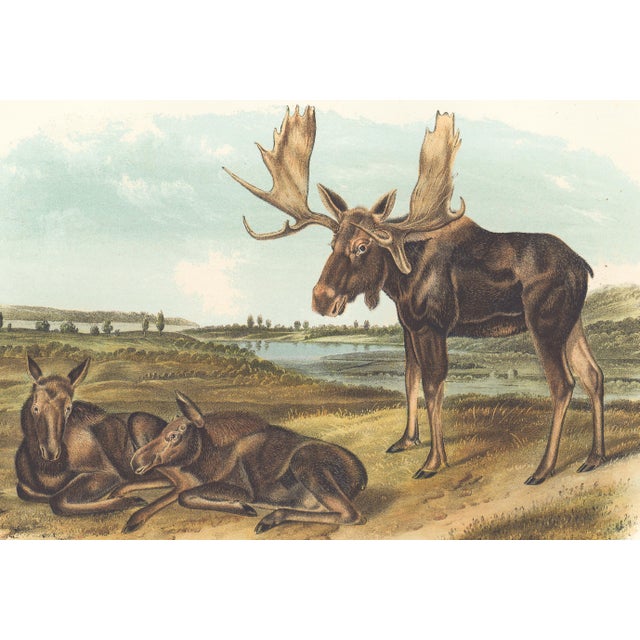 Original first edition Audubon stone lithograph from "The Viviparous Quadrupeds of North America", octavo edition, printed...