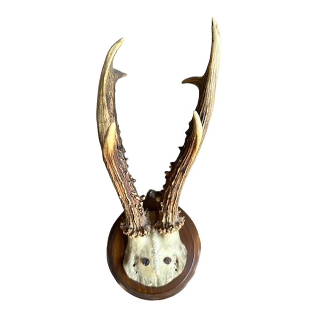 1900s Roe Deer Trophy #883 Black Forest Antlers Mount For Sale