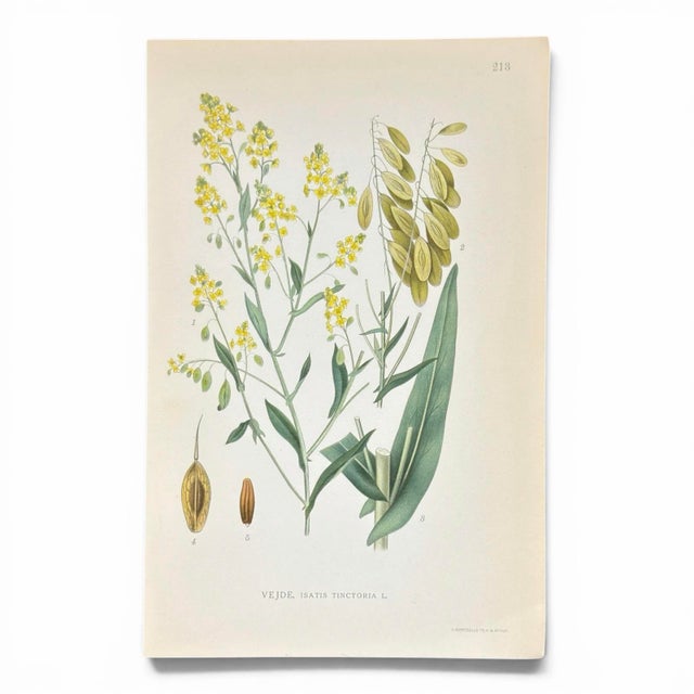 A soft set of four antique botanical prints, grouped for their yellow-and-green wildflower palette and delicate natural...