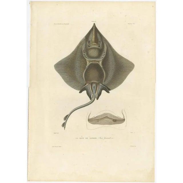 Antique Print of Arctic Skate – Raia Gaimardi (Gaimard’s Ray) – Hand-Colored Lithograph, 1845 : This striking 19th-century...