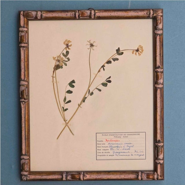 Swiss Herbarium Panels from École Dagriculture de Grangeneuve, 1920s, Set of 4 For Sale - Image 6 of 18