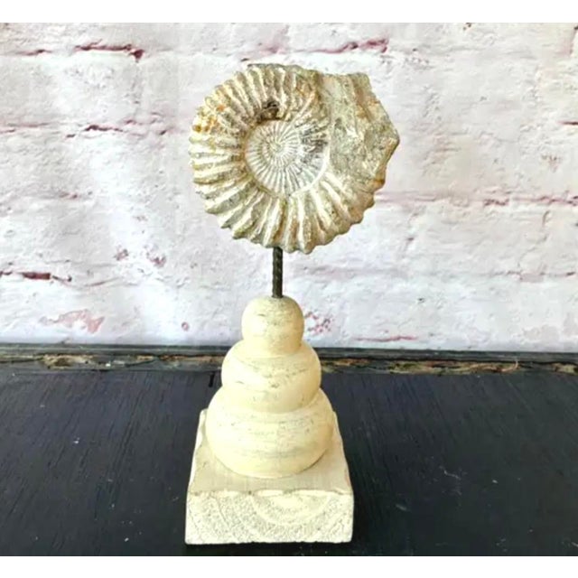 Beige Ammonite Fossil Sculpture on Wooden Stand, Organic Modern Design For Sale - Image 8 of 8