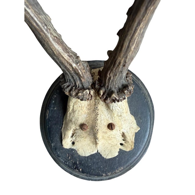 Cabin Roe Deer Trophy 78 Black Forest Antlers Mount For Sale - Image 3 of 5