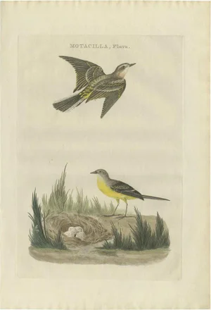 Western Yellow Wagtail, 1789, Paper