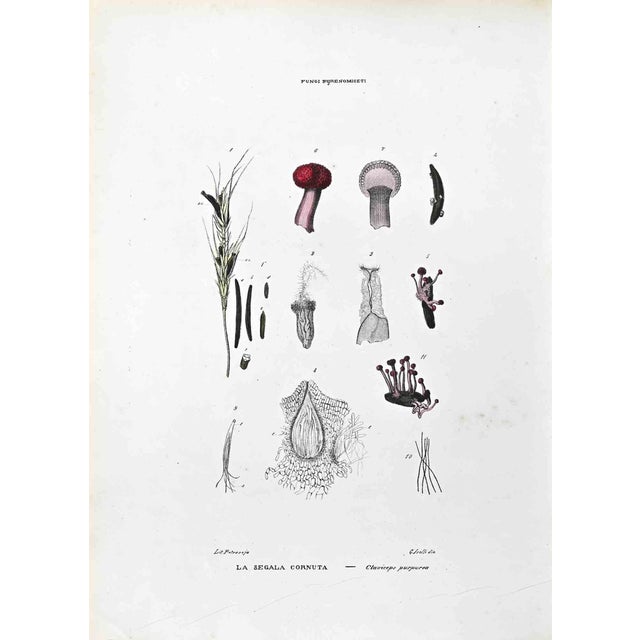 Vincenzo Tenore, Bjrenomogeti Mushrooms, Lithograph, 1870s For Sale