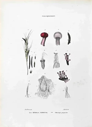 Vincenzo Tenore, Bjrenomogeti Mushrooms, Lithograph, 1870s