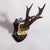 Antique Black Forest Red Deer Trophy on Carved Plaque - Germany 1930 An antique red deer (Capreolus capreolus) trophy on a...