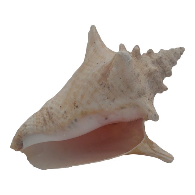 Vintage Queen Conch or Knobbed Triton Shell, Coastal Accent For Sale