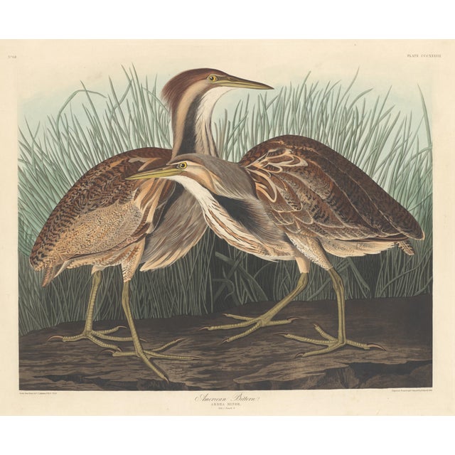 Brown Vintage Reproductions of 1966 John James Audubon Waterbird Prints Featuring Birds, Plovers and Sandpipers - Collection of 4 For Sale - Image 8 of 9
