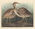 Brown Vintage Reproductions of 1966 John James Audubon Waterbird Prints Featuring Birds, Plovers and Sandpipers - Collection of 4 For Sale - Image 8 of 9