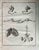 The Organ is an etching realized by Defehrt in 1771. It belongs to the suite "Histoire Naturelle de Buffon". The Artist's...