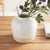 Early 21st Century Leona Wide Vase For Sale - Image 5 of 7